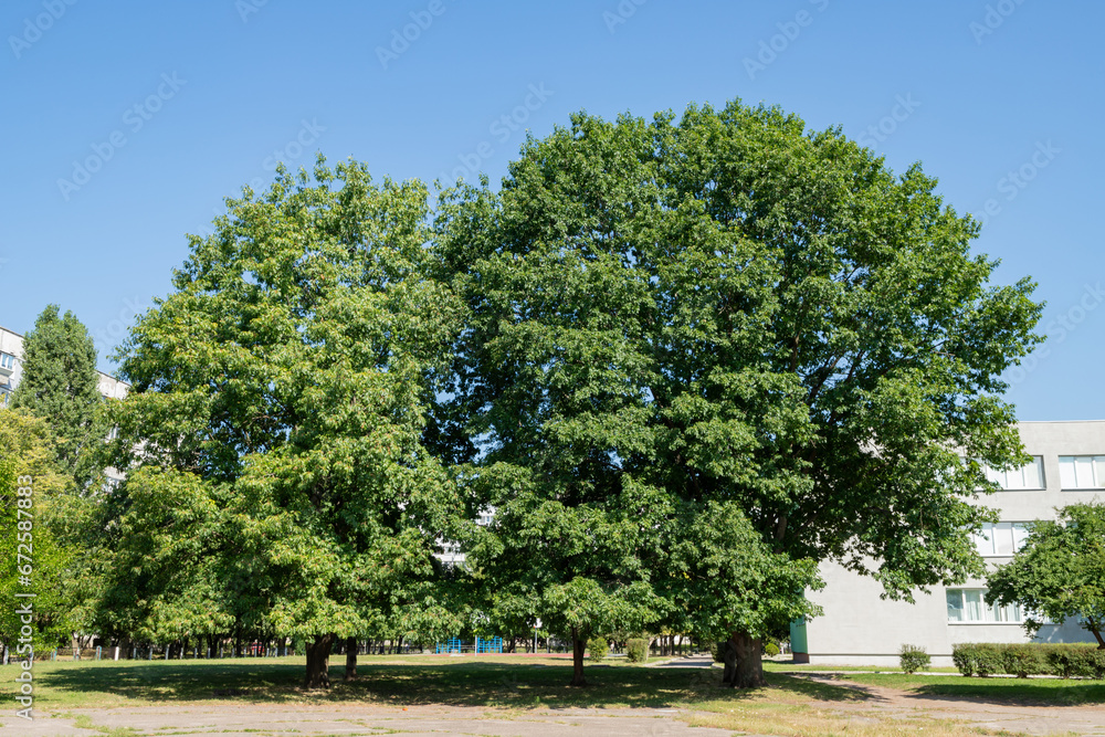 Large trees of red oak in a city landscape near buildings in a background of ? blue sky.