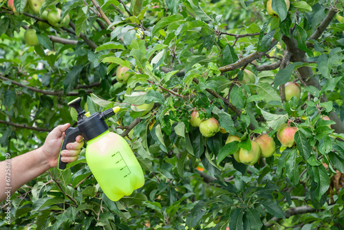 Gardener applying insecticidal fertilizer for fruit apples and protects against fungus and pests. Treatment of apple tree branches in summer with a fungicide against pests.