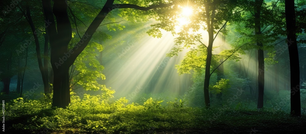 The forest trees are being illuminated by the rays of the morning sun filtering through the vibrant green leaves and branches - obrazy, fototapety, plakaty 