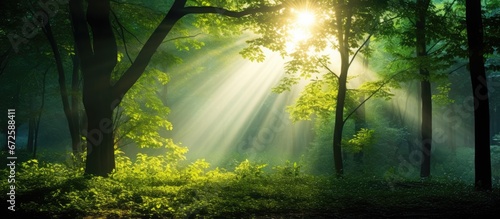 The forest trees are being illuminated by the rays of the morning sun filtering through the vibrant green leaves and branches © 2rogan
