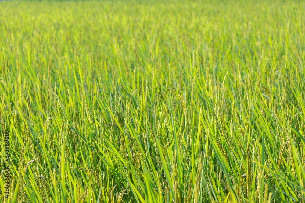 Rice seedlings in a rice field, closeup of photo