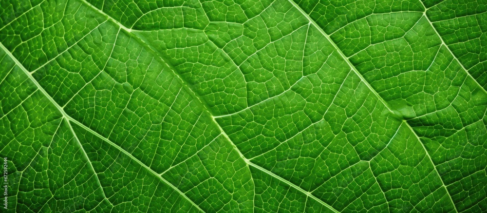 Texture of the leaf s rear portion in green Texture of the leaf s rear portion in green