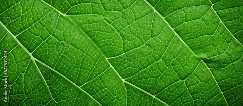 Texture of the leaf s rear portion in green