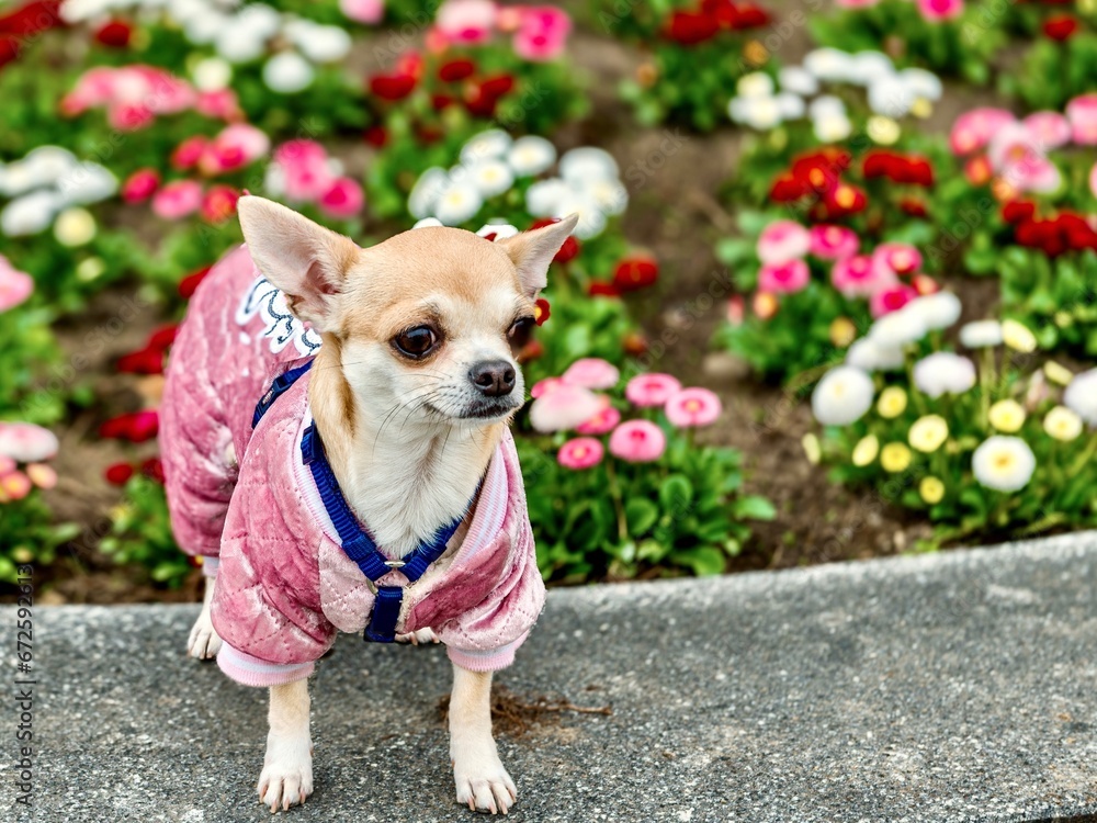 Beautiful Chihuahua dog in clothes on a background of flowers. Beautiful Chihuahua dog in clothes on a background of flowers.