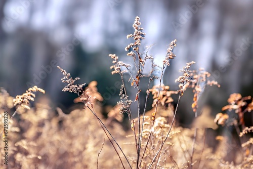 Dry grass on a cold winter day. Shallow depth of field. photo