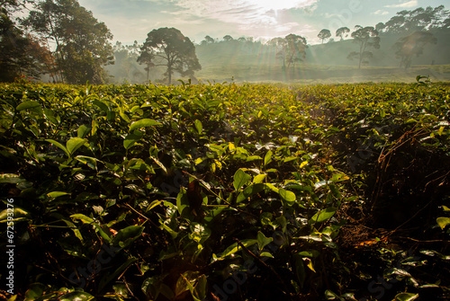 The beauty of a tea plantation in the morning at sunrise in the Pangalengan area, Bandung Regency, West Java, Indonesia. photo