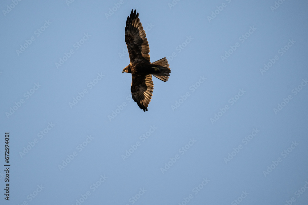 Fototapeta premium Brown marsh harrier in natural conditions hunts fish on a sunny autumn day on the river