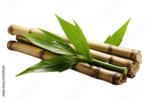 Sugar Cane on white background.