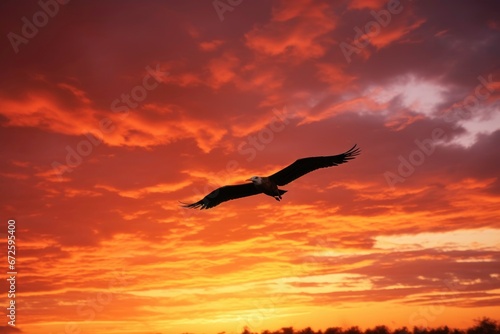 Eagle flying on the sunset time.
