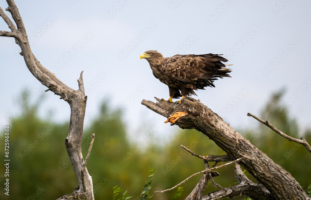 A white-tailed eagle in natural conditions hunts for fish on a sunny autumn day on the river A white-tailed eagle in natural conditions hunts for fish on a sunny autumn day on the river