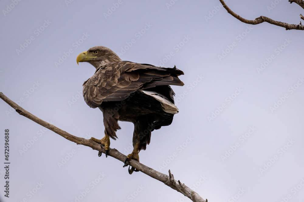 A white-tailed eagle in natural conditions hunts for fish on a sunny autumn day on the river A white-tailed eagle in natural conditions hunts for fish on a sunny autumn day on the river