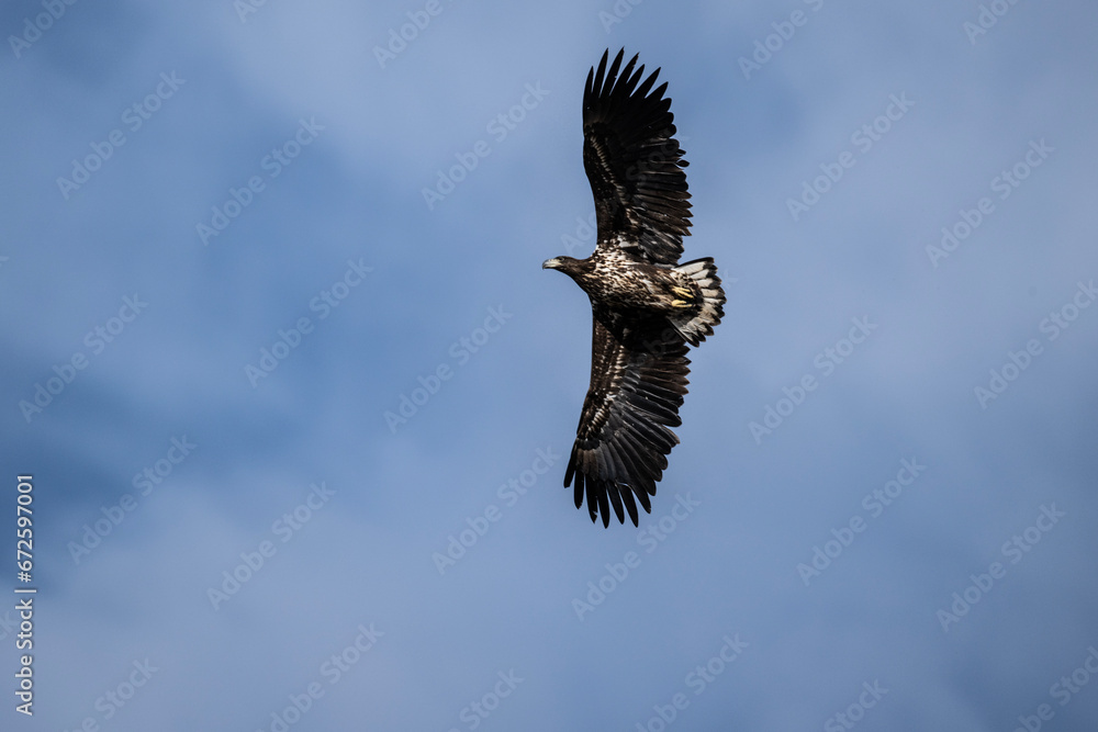 A white-tailed eagle in natural conditions hunts for fish on a sunny autumn day on the river A white-tailed eagle in natural conditions hunts for fish on a sunny autumn day on the river