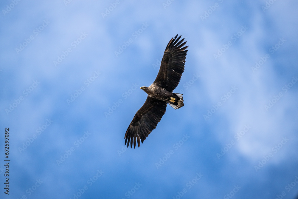 A white-tailed eagle in natural conditions hunts for fish on a sunny autumn day on the river A white-tailed eagle in natural conditions hunts for fish on a sunny autumn day on the river