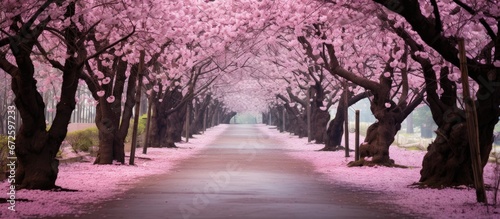 The spring season brings forth the beautiful Cherry Blossom Road