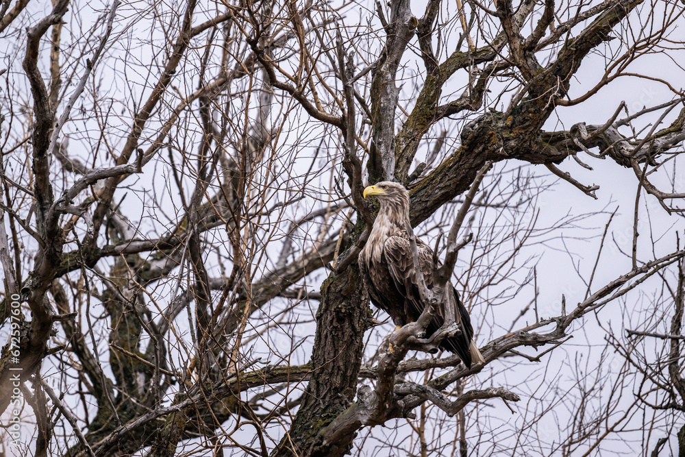 a white-tailed eagle sitting on a tree branch spreading its wings on a sunny autumn day