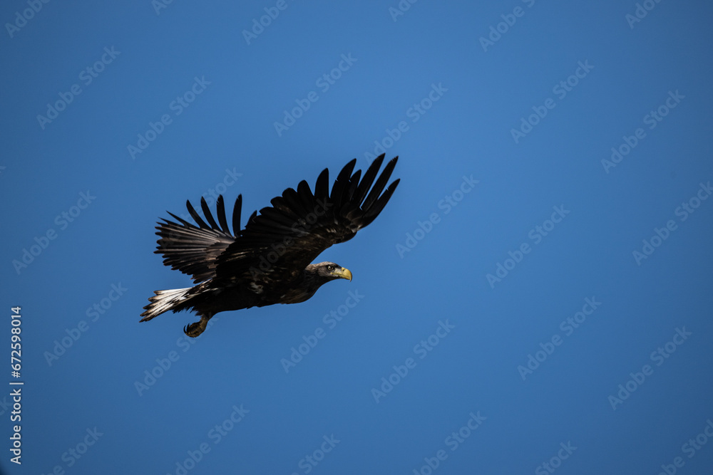 Naklejka premium white-tailed eagle flies in the sky with its wings spread on a sunny autumn day over the river