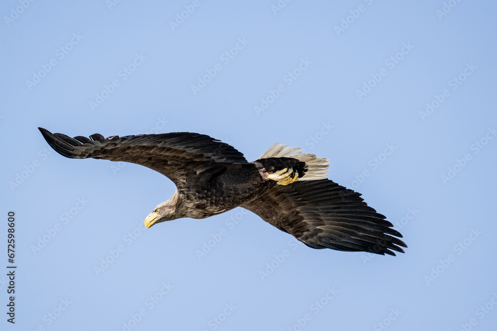 Fototapeta premium white-tailed eagle flies in the sky with its wings spread on a sunny autumn day over the river