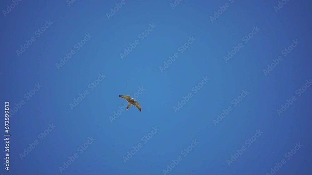 Predator falcon bird hovering in air, hunting for food on ground. Soaring falcon or hawk froze in the air above the ground, ready to rush down for prey. Slow motion Predator falcon bird hovering in air, hunting for food on ground. Soaring falcon or hawk froze in the air above the ground, ready to rush down for prey. Slow motion