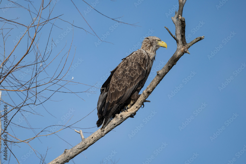 a white-tailed eagle sitting on a tree branch spreading its wings on a sunny autumn day a white-tailed eagle sitting on a tree branch spreading its wings on a sunny autumn day