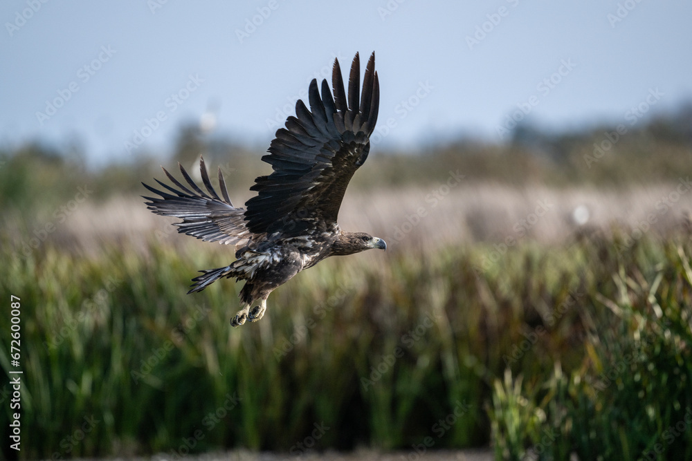 Obraz premium white-tailed eagle swoops over the water and catches fish on a sunny autumn day on the river