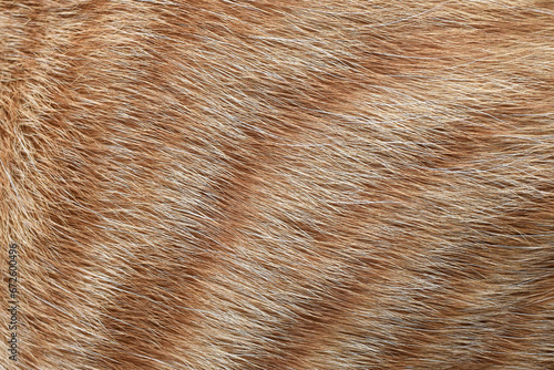 Ginger cat fur texture background. Pet hair background.