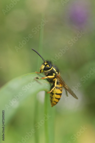 Vertical closeup on the common European paper wasp, Vespula vulgaris © Henk