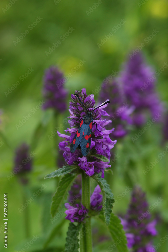 Vertical colorful closeup on the diurnal 5 spot burnet moth, Zygaena trifolii on a purple flower Vertical colorful closeup on the diurnal 5 spot burnet moth, Zygaena trifolii on a purple flower