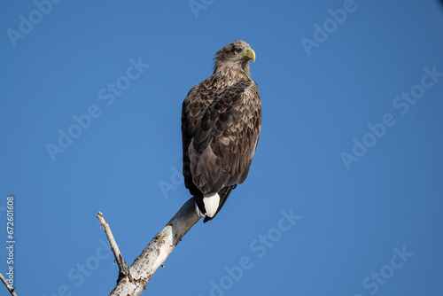 a white-tailed eagle sitting on a tree branch spreading its wings on a sunny autumn day