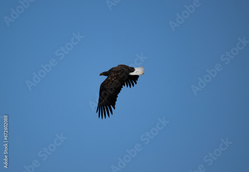 a white-tailed eagle sitting on a tree branch spreading its wings on a sunny autumn day