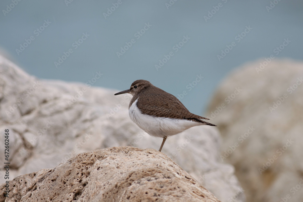 Little bird Little bird