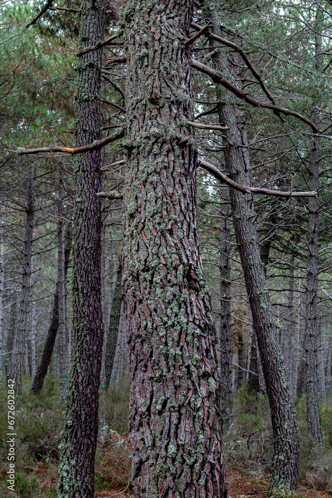 Naklejka premium Trunk and bark of maritime pine or cluster pine. Pinus pinaster. Camposagrado Pine Forest, León, Spain.