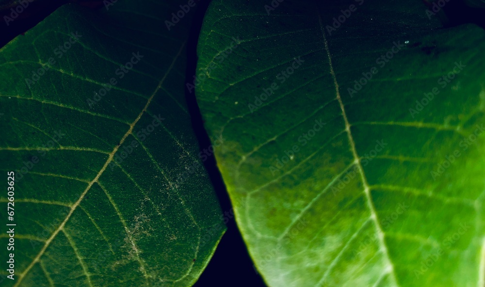 Green leaves close-up, Nature background Green leaves close-up, Nature background