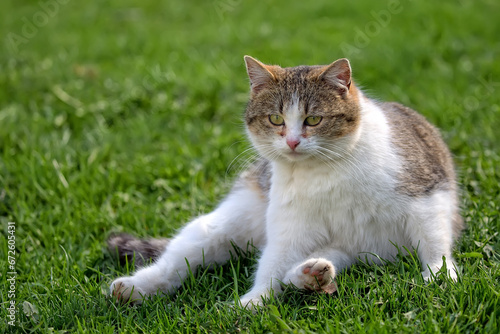 Cat resting on a green grass 