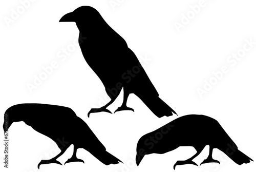 silhouette of three crows