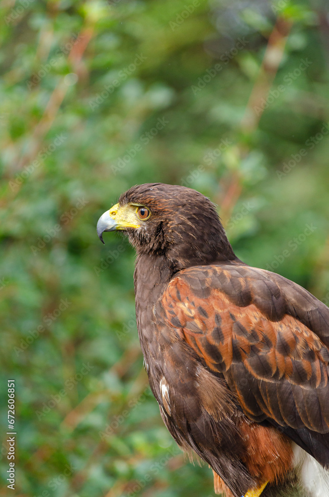 Fototapeta premium Portrait of a Harris's eagle, Parabuteo Unicinctus