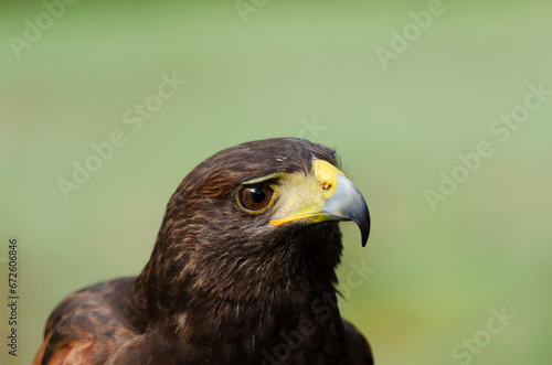 Close up portrait of a harris eagle  Parabuteo Unicinctus