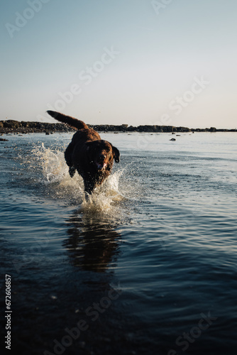A dog running through the sea