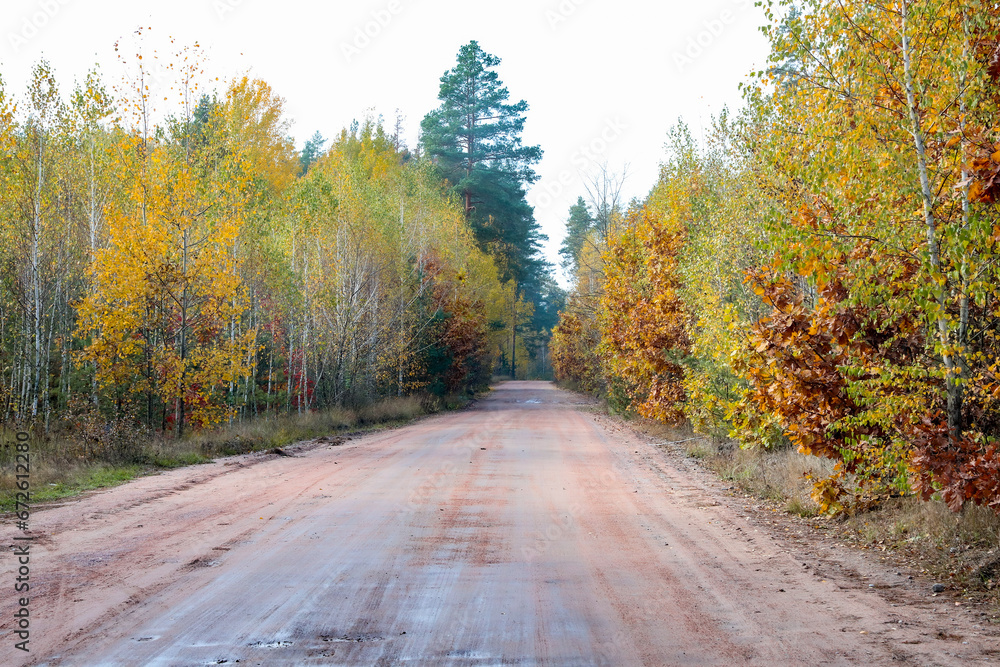 the road in the autumn forest. the birches are covered with yellow leaves the road in the autumn forest. the birches are covered with yellow leaves