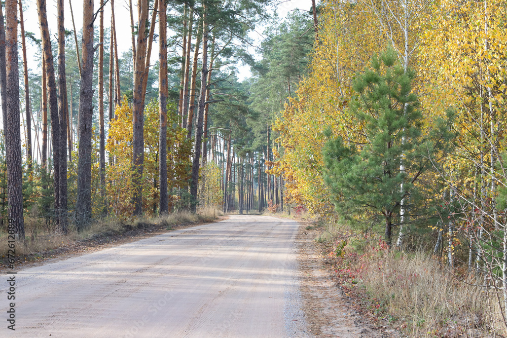 Obraz premium the road in the autumn forest. Golden autumn. pines and birches with yellow leaves along the road
