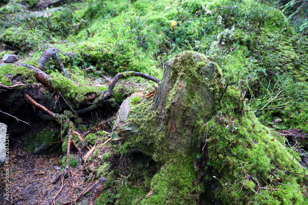 forest background, woodsman, old stump covered with moss, rotten tree, new life, micro life, magic forest forest background, woodsman, old stump covered with moss, rotten tree, new life, micro life, magic forest