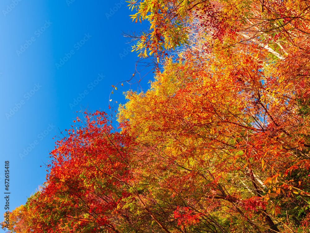 Beautiful landscape of red maple leaves in a forest in autumn or fall, Travel or outdoor, High resolution over 50MP Beautiful landscape of red maple leaves in a forest in autumn or fall, Travel or outdoor, High resolution over 50MP