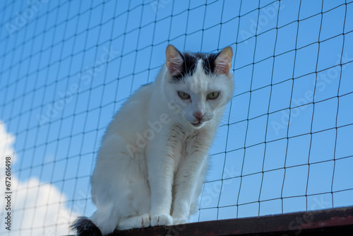 Smutny kot niewychodzacy, zamknięty w domu, siedzi na osiatkowanym balkonie
