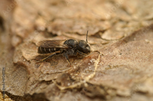 Closeup on a small dark colored Welted Lesser Mason-bee, Hoplitis or Osmia claviventris sitting on wood © Henk