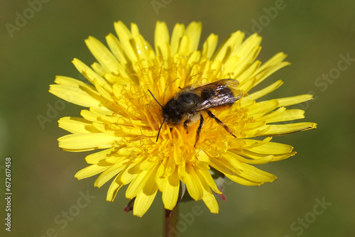 Closeup red mason bee (Osmia bicornis) family Megachilidae on the flower of common dandelion (Taraxacum officinale). Spring, Netherlands, April