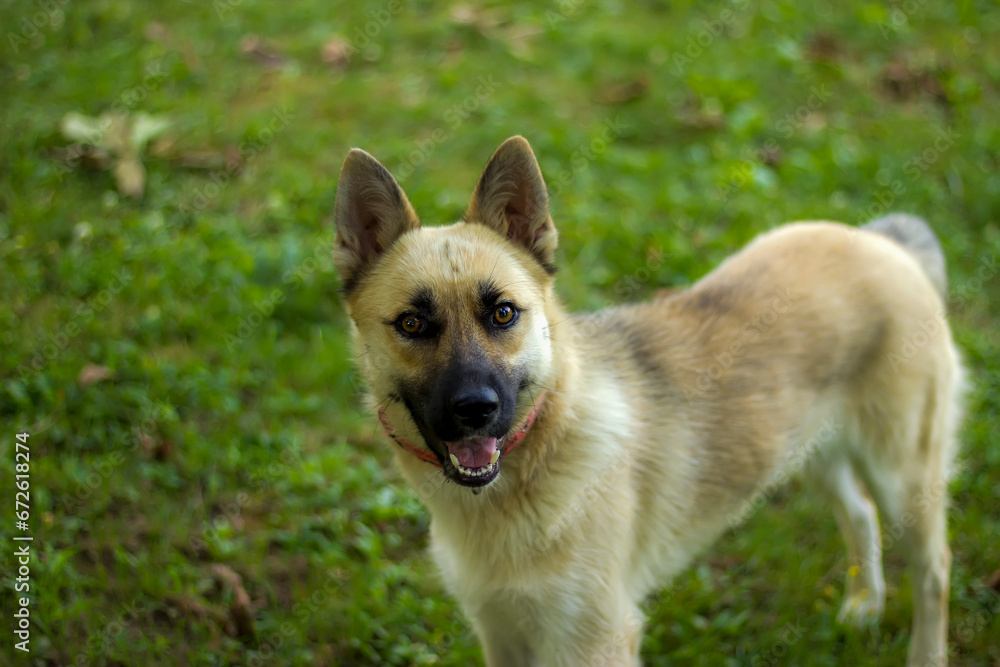 Happy puppy