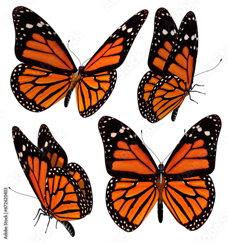 3D illustration of a butterfly with its wings vividly colored in shades of orange and black, rendered in different positions. photo