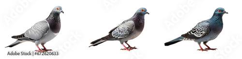 pigeon set png. pigeon png. pigeon isolated png. pigeon still 