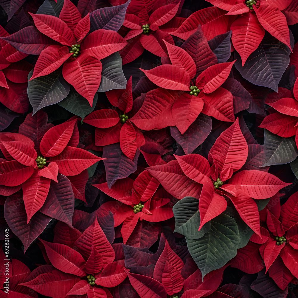Abstract background with red Poinsettia leaves. Square composition.