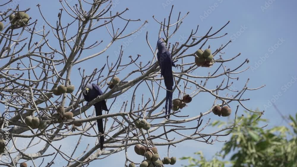 beautiful blue hyacinth macaw, Anodorhynchus hyacinthinus, climbing through the trees of the Pantanal, the biggest swamp area on earth, along the transpantaneira route towards Porto Jofre in Brazil. beautiful blue hyacinth macaw, Anodorhynchus hyacinthinus, climbing through the trees of the Pantanal, the biggest swamp area on earth, along the transpantaneira route towards Porto Jofre in Brazil.