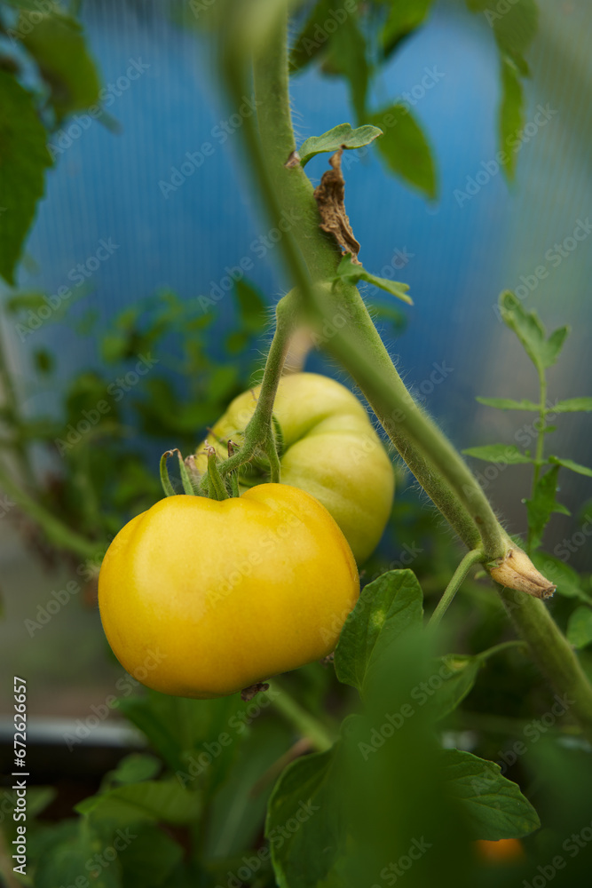 Green tomatoes on a branch in a greenhouse. Farm for growing vegetables.